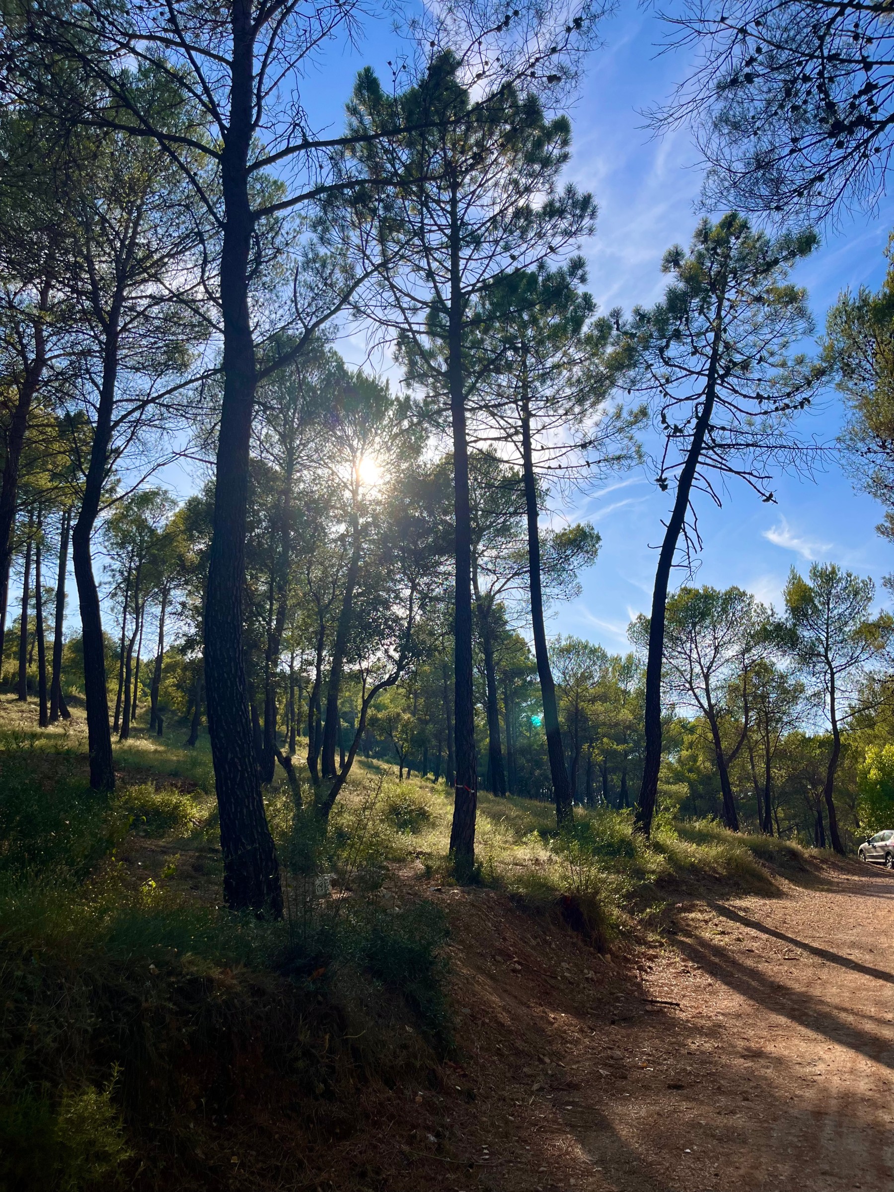 Allée forestière ombragée bordée de grands pins dans le camping de Villecroze-les-Grottes.